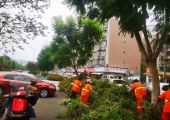资阳市公用事业服务中心整治外来入侵植物，
